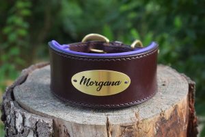 Collare per levriero con targhetta personalizzata e imbottitura in pelle.